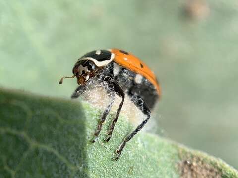 صورة Dinocampus coccinellae paralysis virus