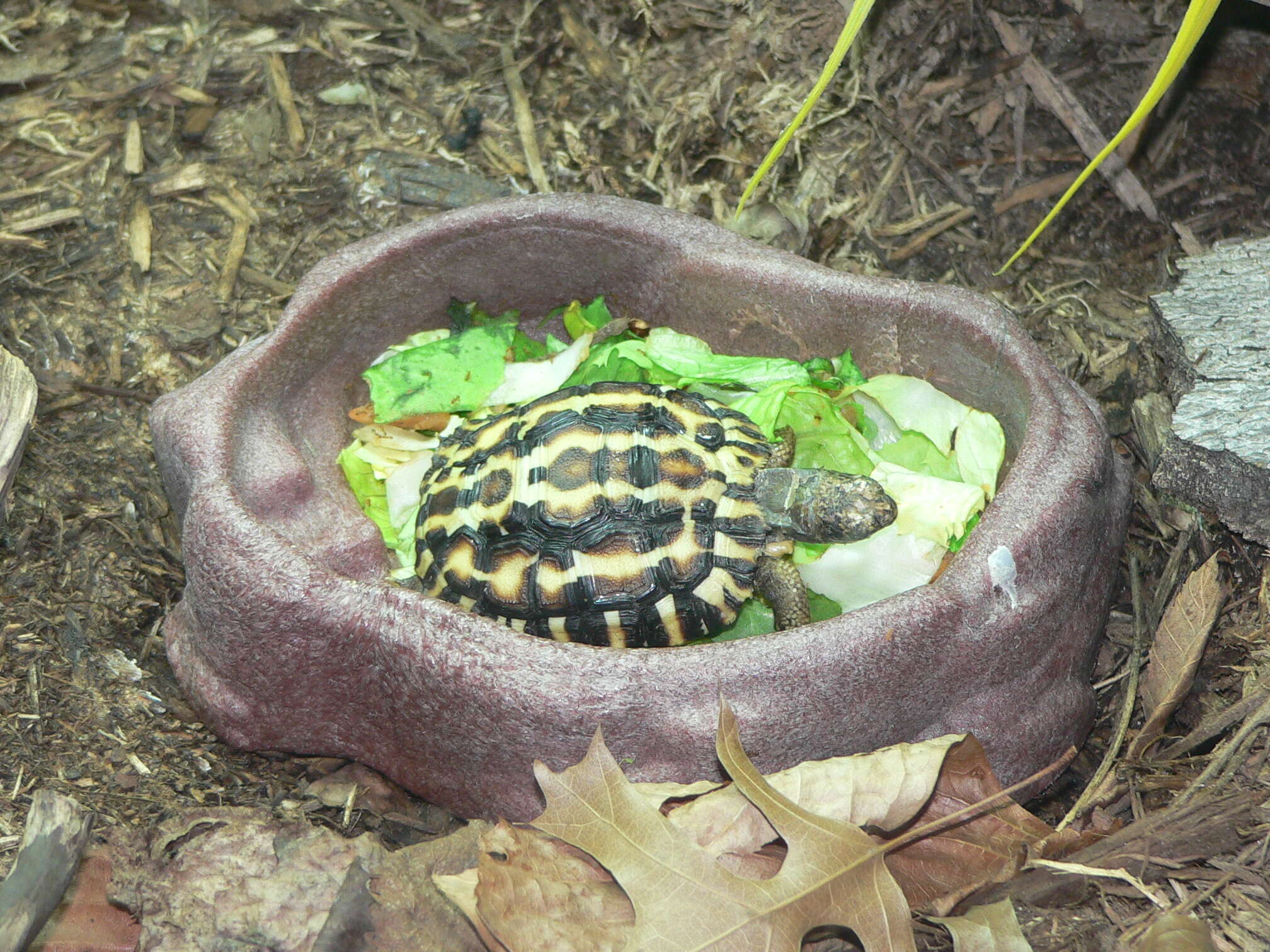 Image of Flat-backed Spider Tortoise