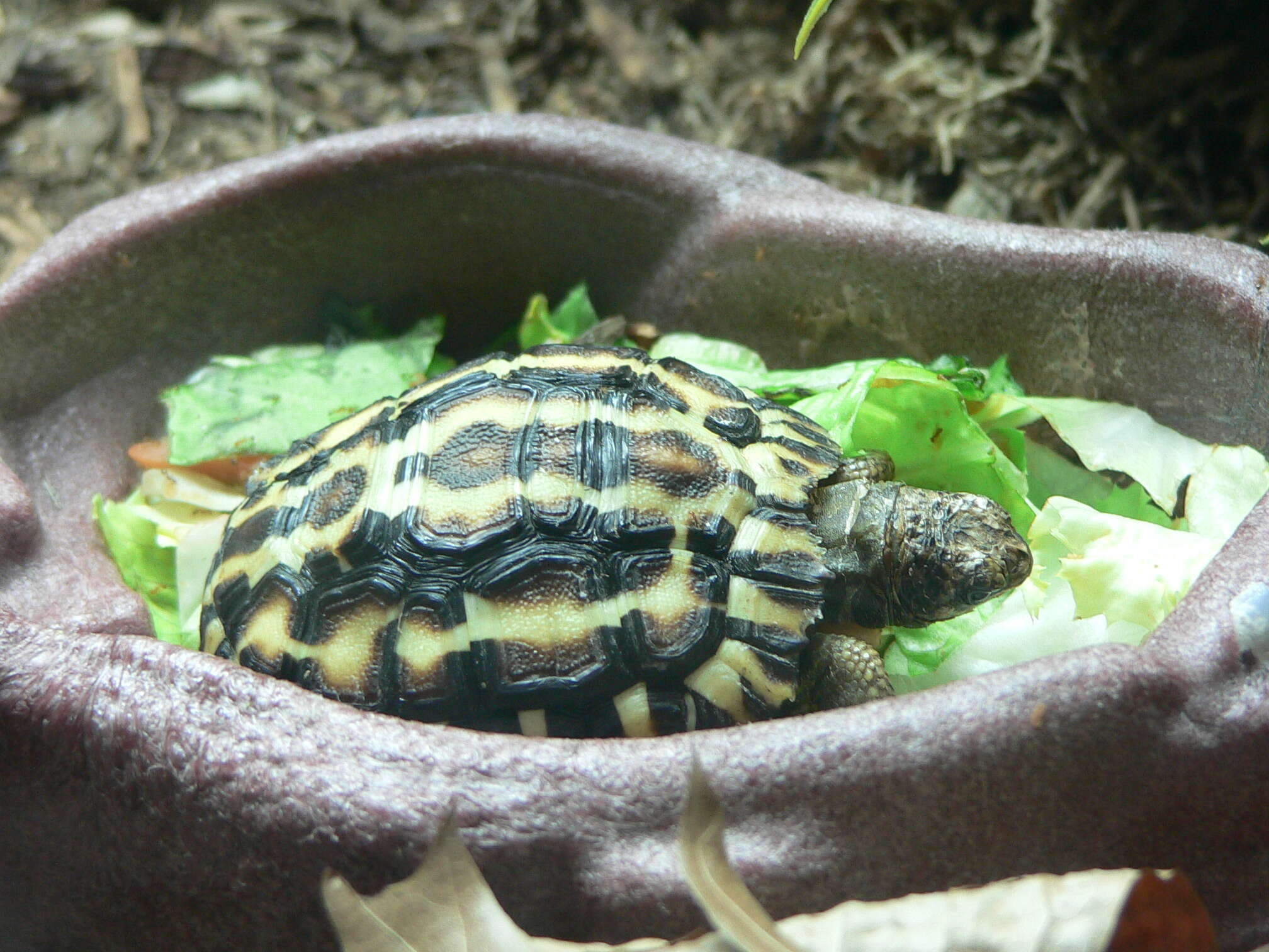 Image of Flat-backed Spider Tortoise