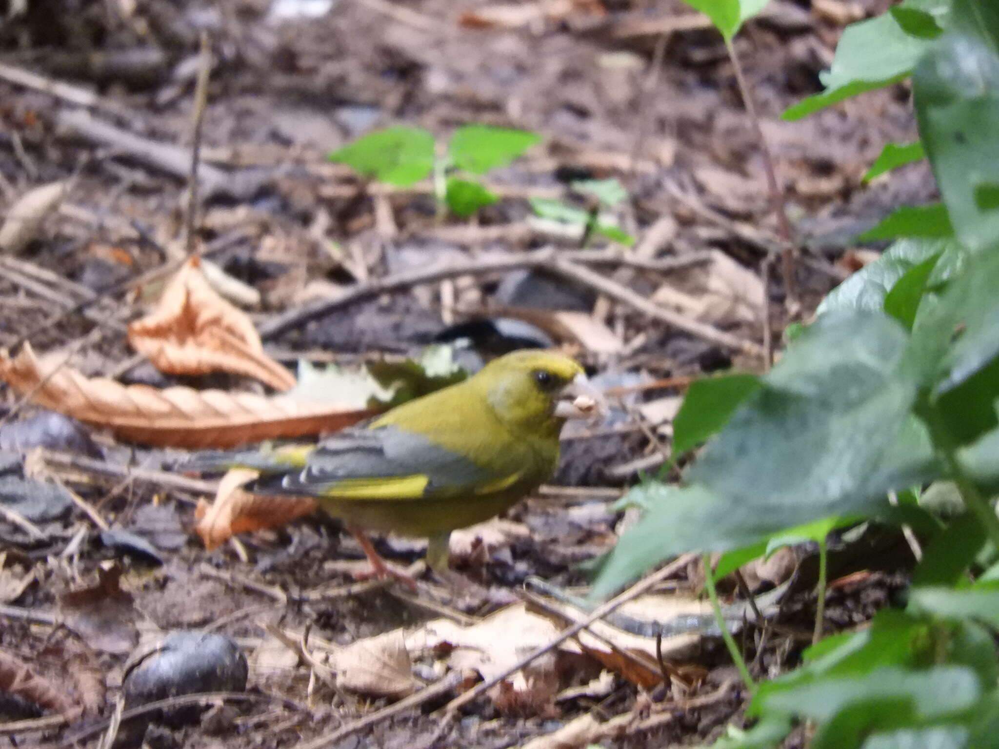 Chloris chloris aurantiiventris (Cabanis 1851) resmi