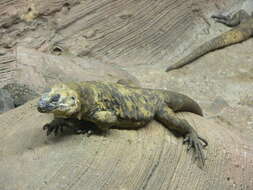 Image of San Esteban Island chuckwalla