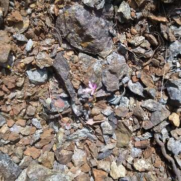 Plancia ëd Clarkia breweri (Gray) Greene