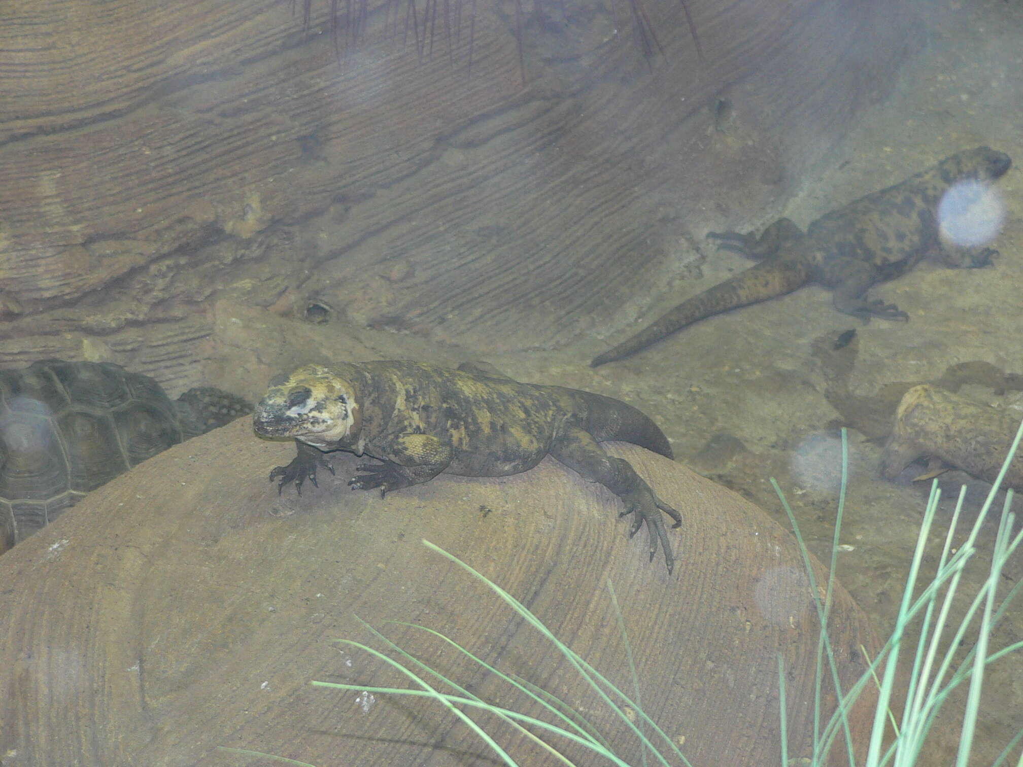 Image of San Esteban Island chuckwalla