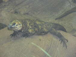 Image of San Esteban Island chuckwalla