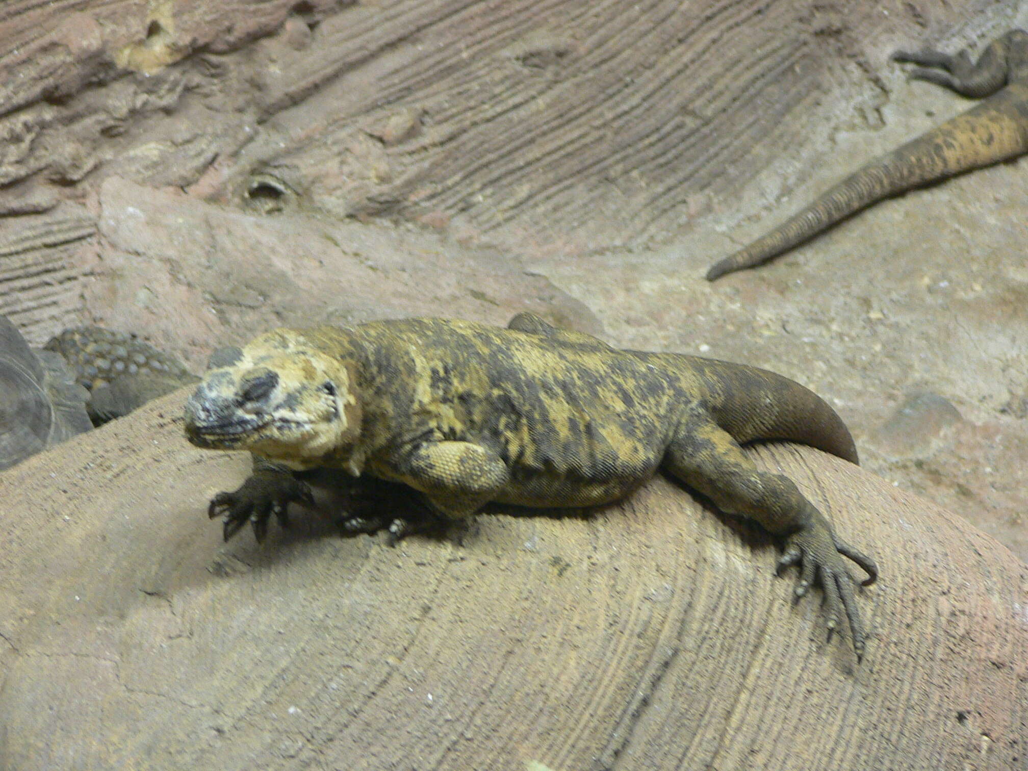 Image of San Esteban Island chuckwalla