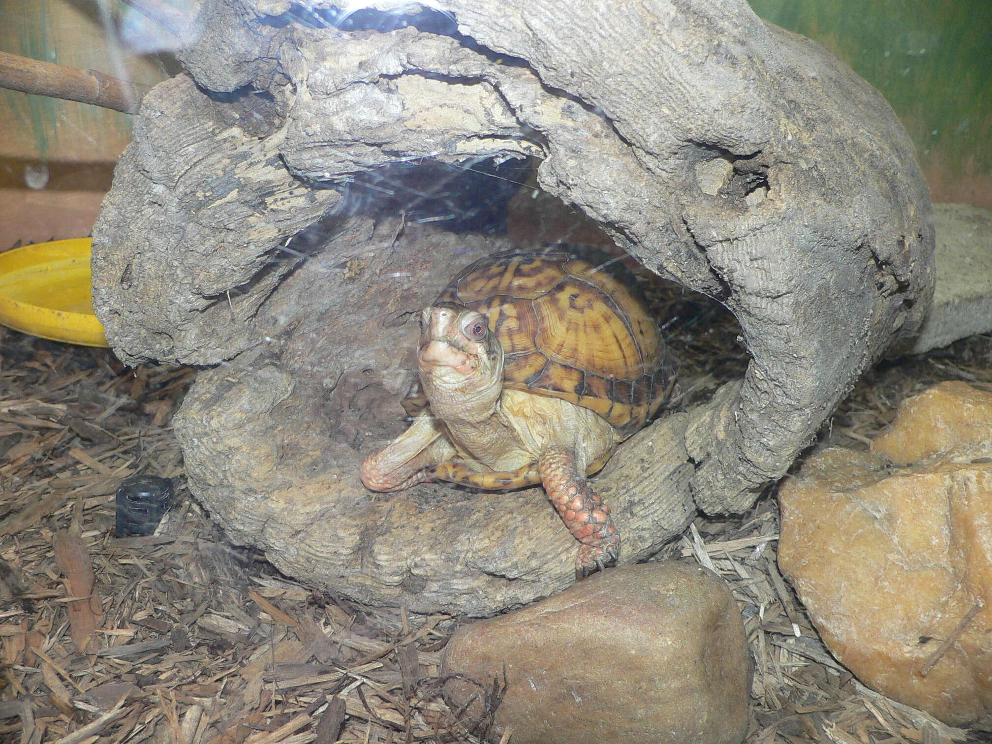 Image of Eastern box turtle