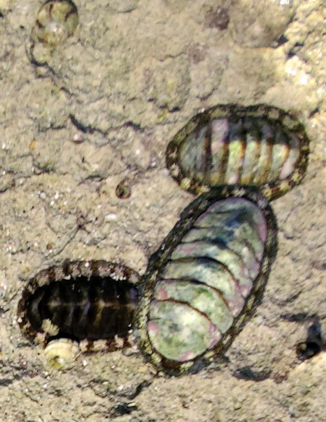 Image of West Indian green chiton