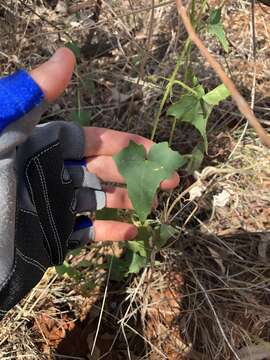 Image of Cucumis variabilis P. Sebastian & I. Telford