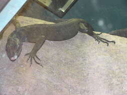 Image of Black Tree Monitor