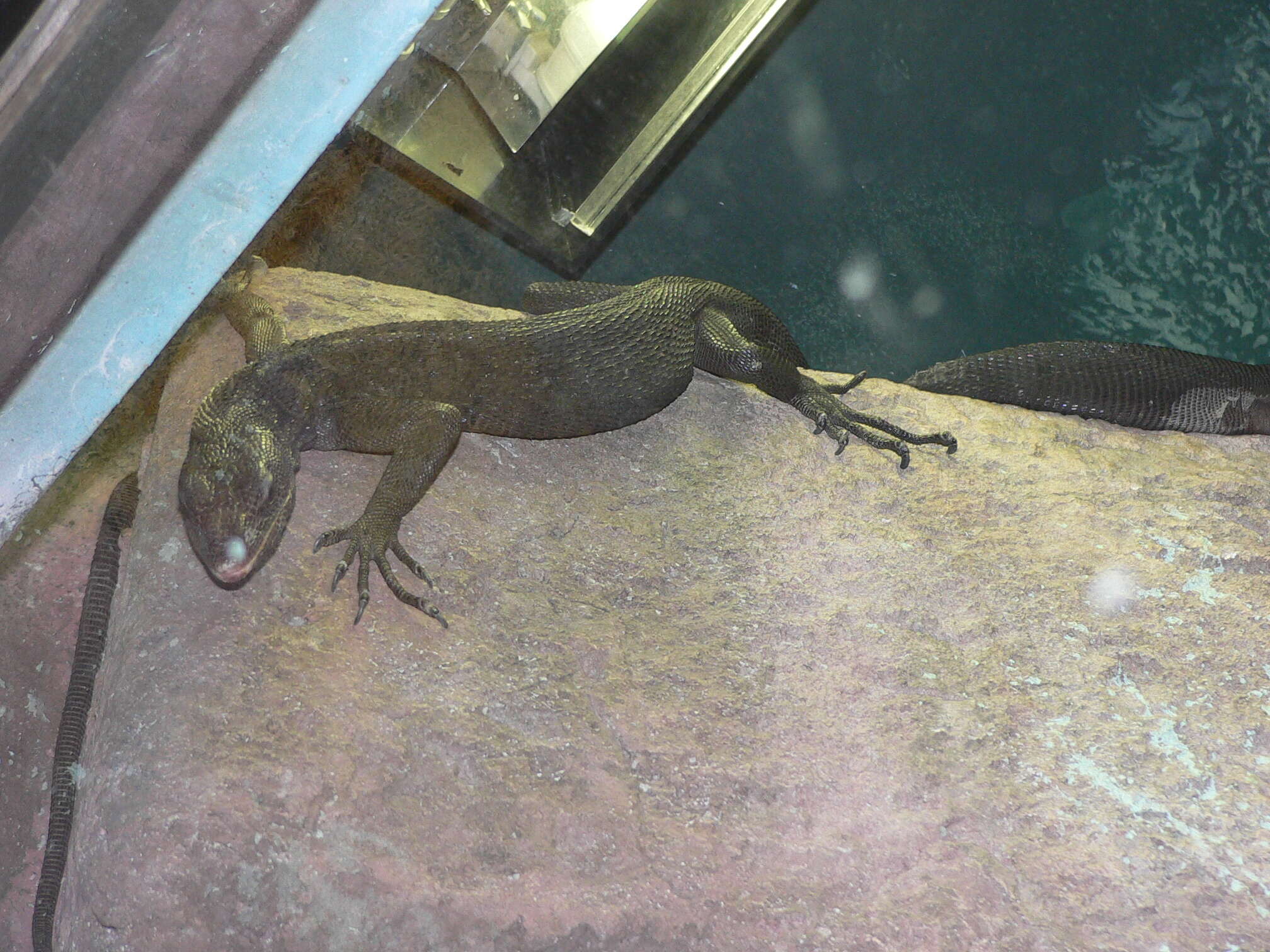 Image of Black Tree Monitor