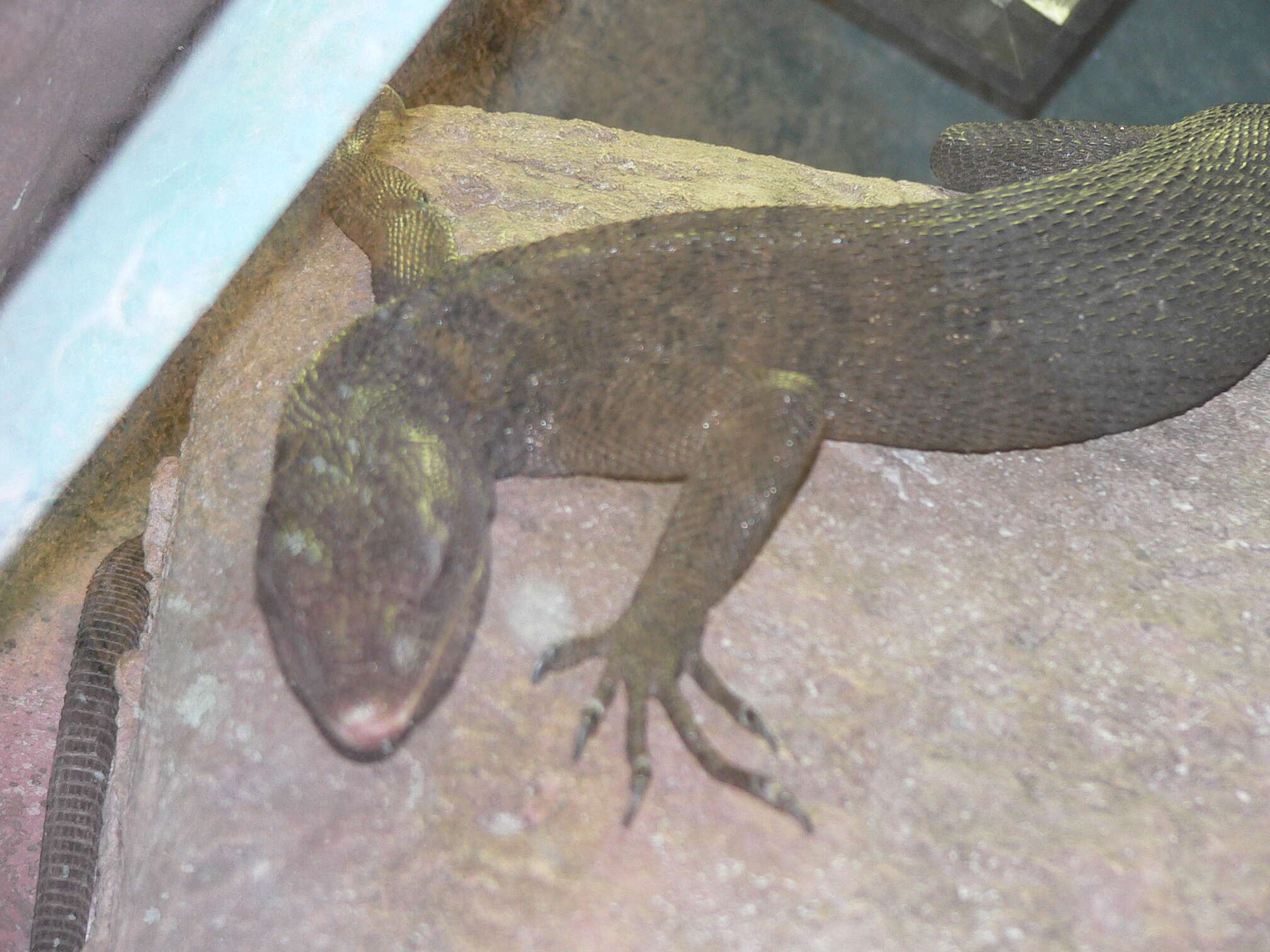 Image of Black Tree Monitor