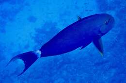 Image of Black Surgeonfish