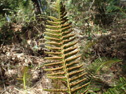 Image of narrowleaf swordfern