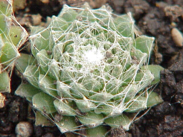 Image of Cobweb Houseleek