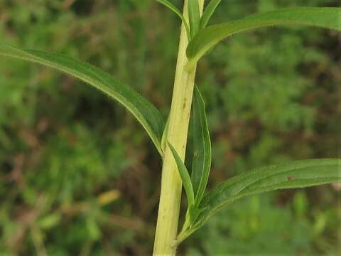 Image of Solidago gigantea var. gigantea