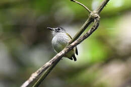 Image of Black-capped Pygmy Tyrant