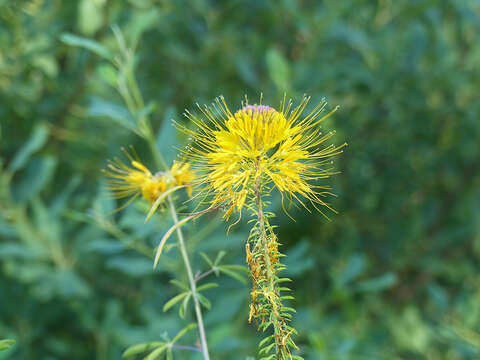 Image of Jones' Beeplant