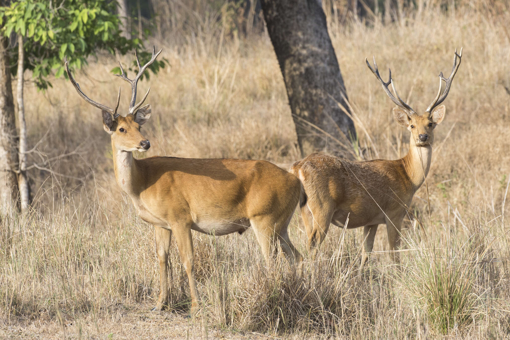 Image de Rucervus duvaucelii branderi Pocock 1943