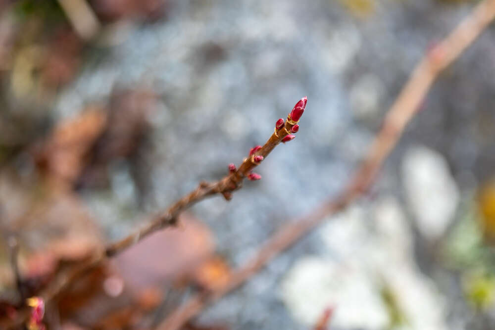 Image of trailing black currant