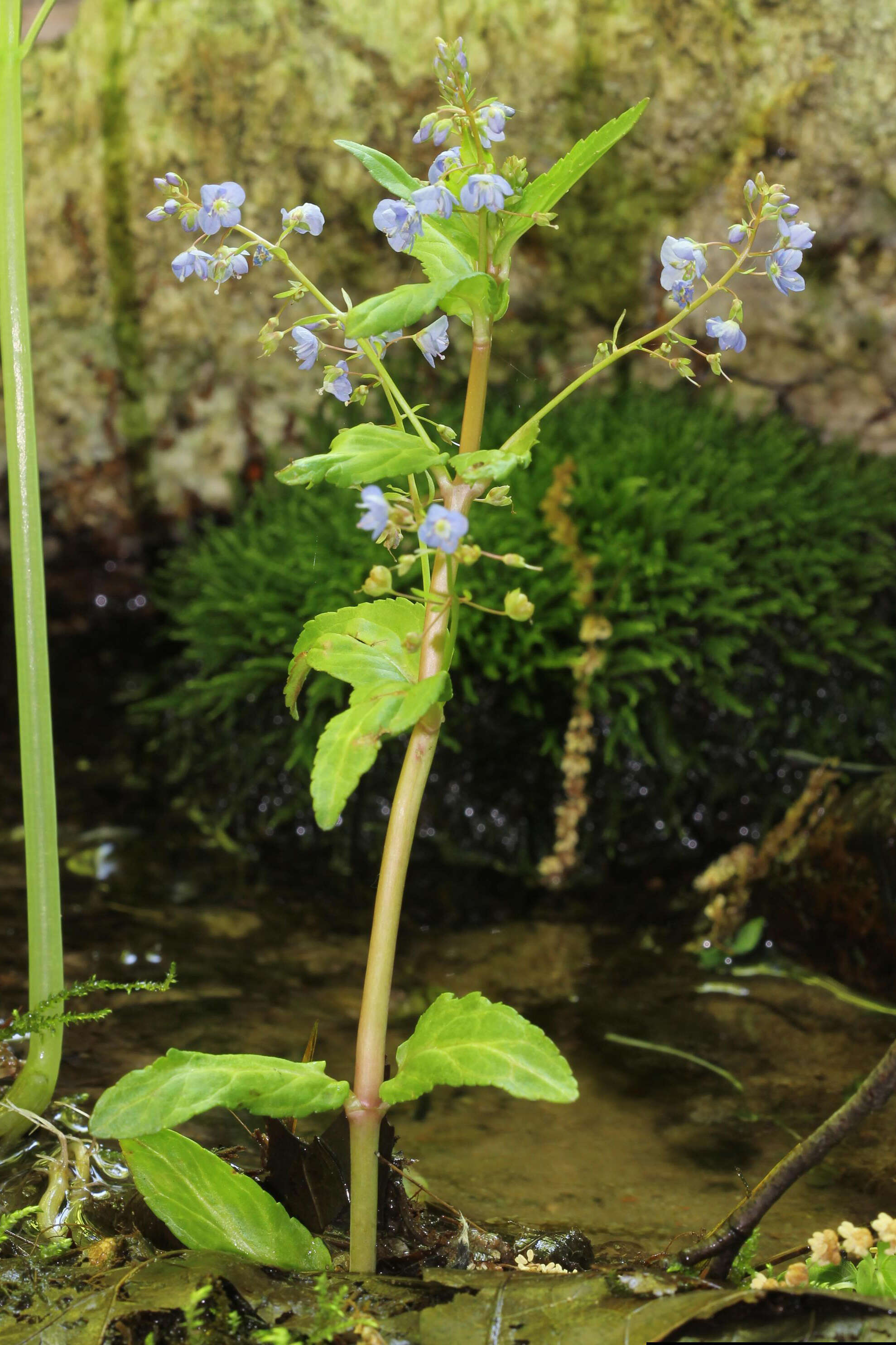 Image of American speedwell