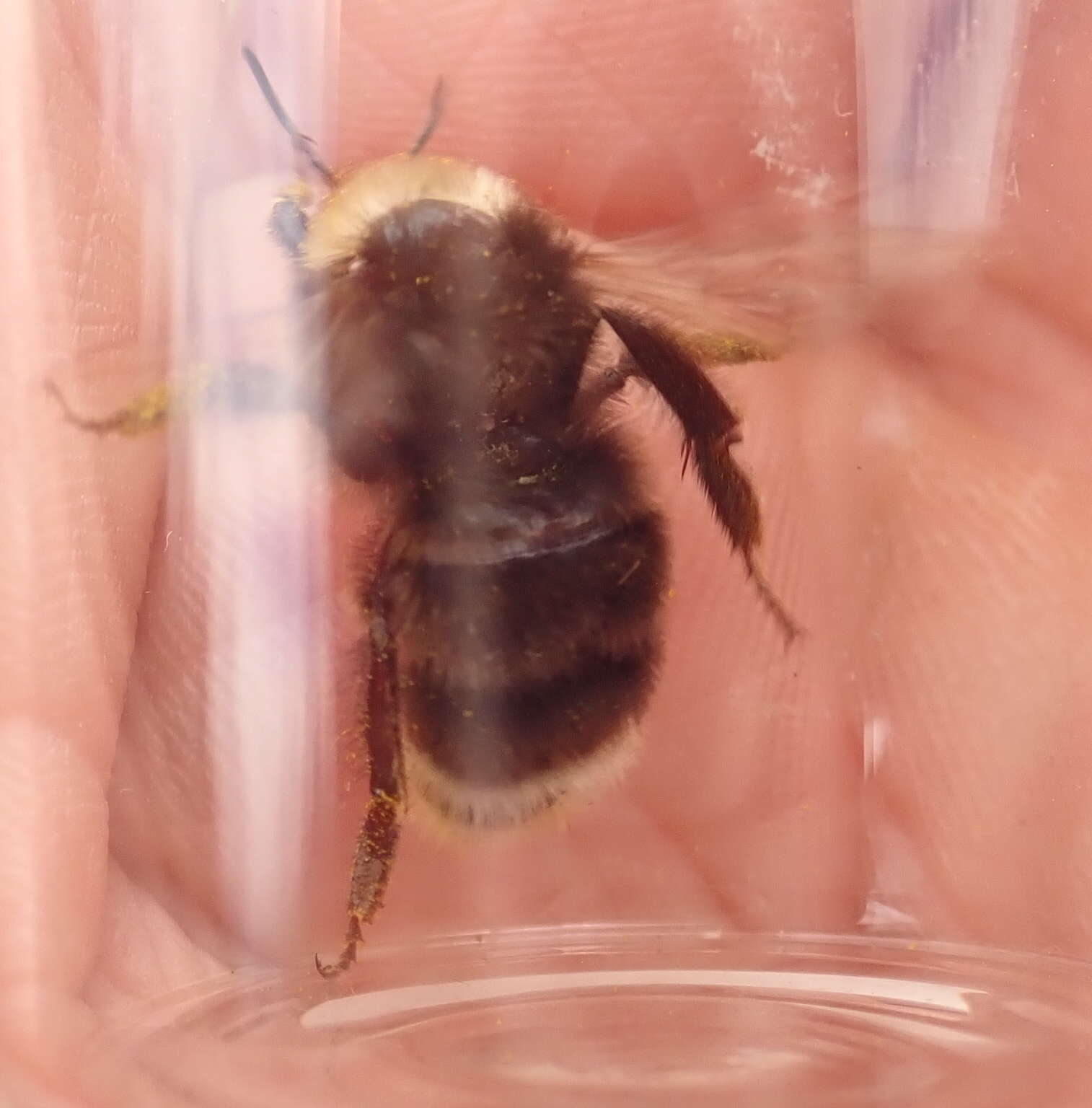 Слика од Bombus occidentalis Greene 1858