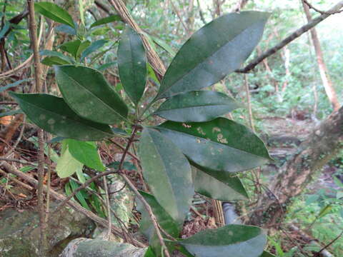 Image of Osmanthus kaoi (T. S. Liu & J. C. Liao) S. Y. Lu