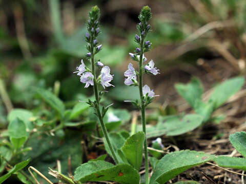 Image of Health Speedwell