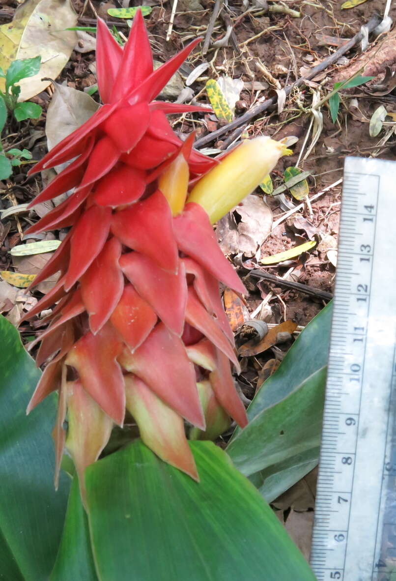 Image of Costus comosus var. bakeri (K. Schum.) Maas