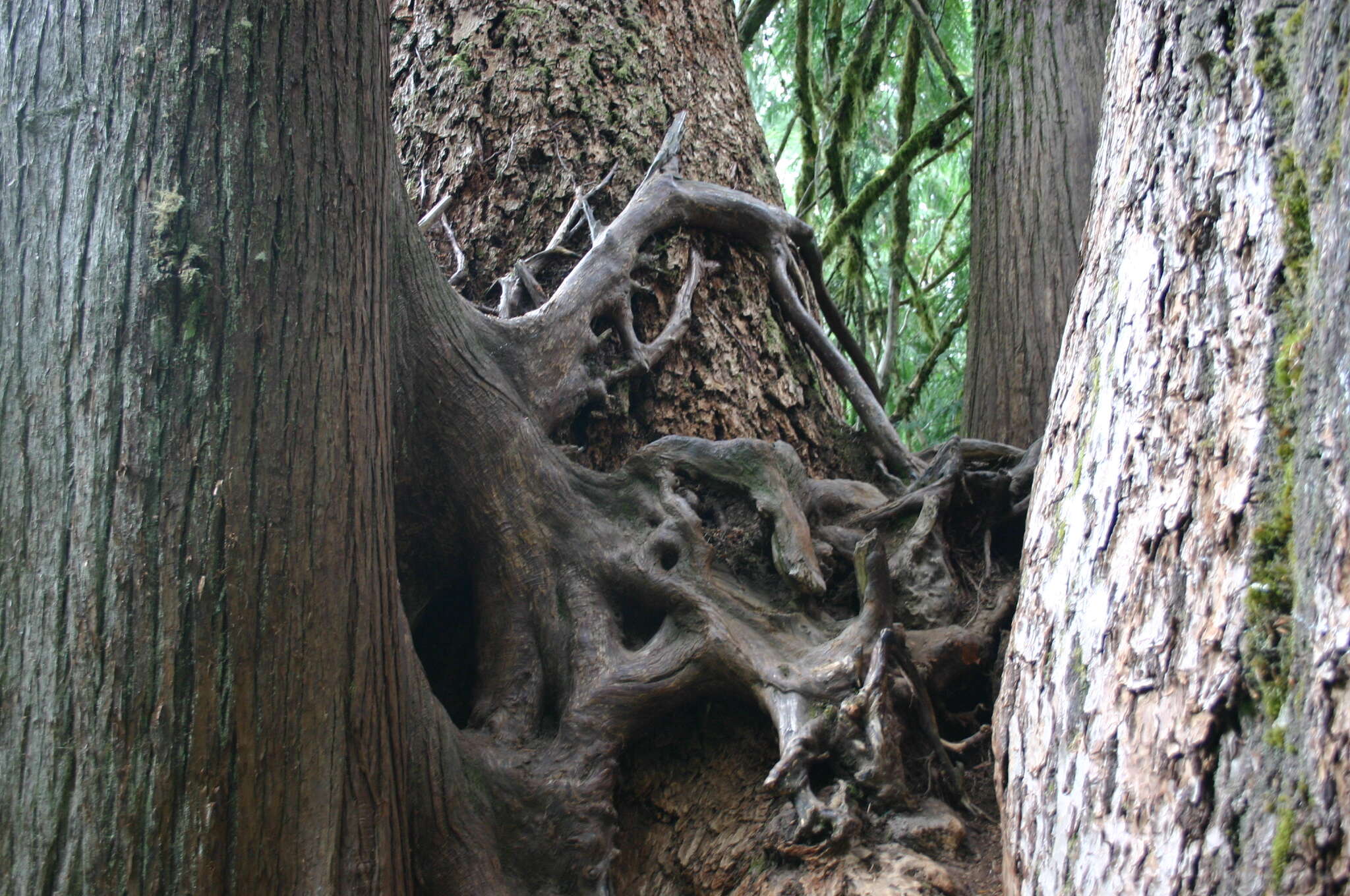 Image of Canoe Cedar