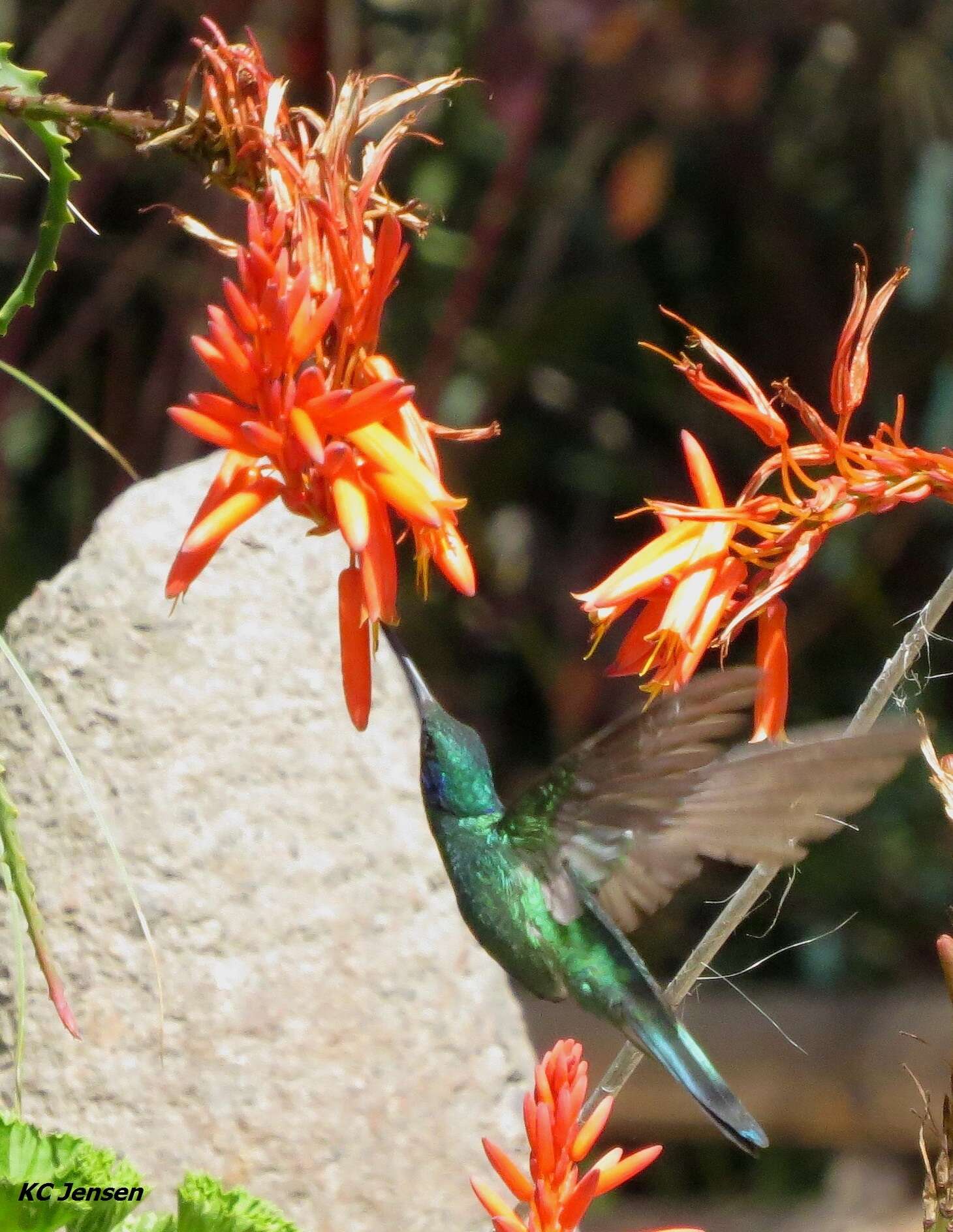 Image de Colibri anaïs