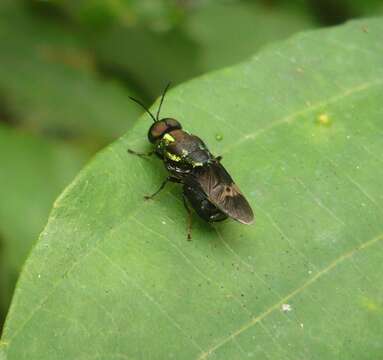 Image of Ptilocera continua Walker 1851