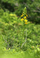 Image of Ligularia fischeri (Ledeb.) Turcz.