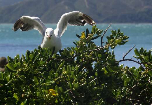 Image de Coprosma repens A. Rich.