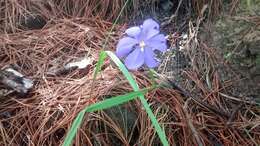 Image of Tigridia fosteri Goldblatt