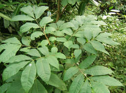 Image of bitternut hickory