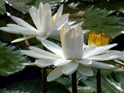 Imagem de Nymphaea nouchali var. pubescens (Willd.) Hook. fil. & Thoms.