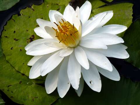 Image de Nymphaea nouchali var. pubescens (Willd.) Hook. fil. & Thoms.