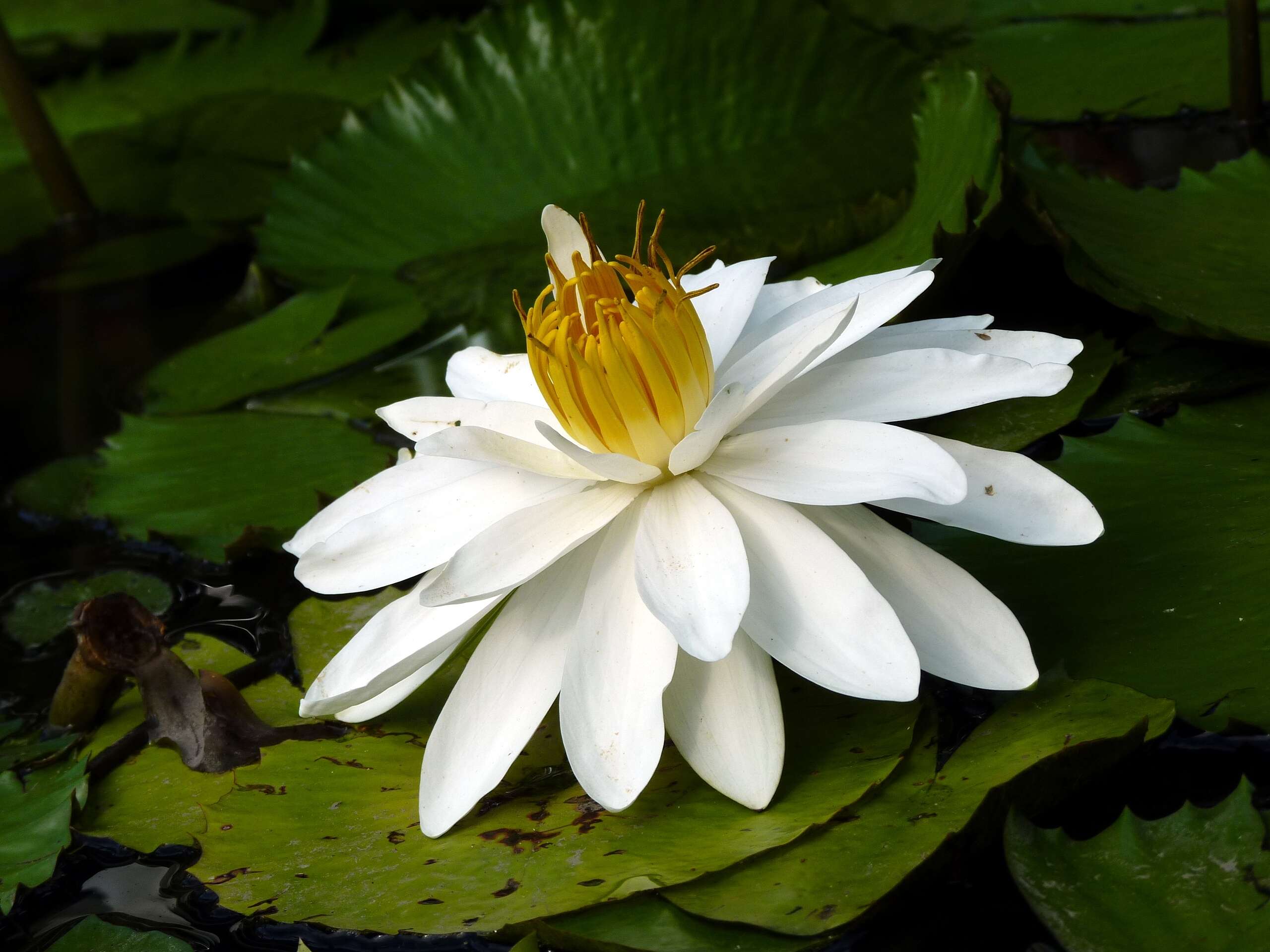 Imagem de Nymphaea nouchali var. pubescens (Willd.) Hook. fil. & Thoms.