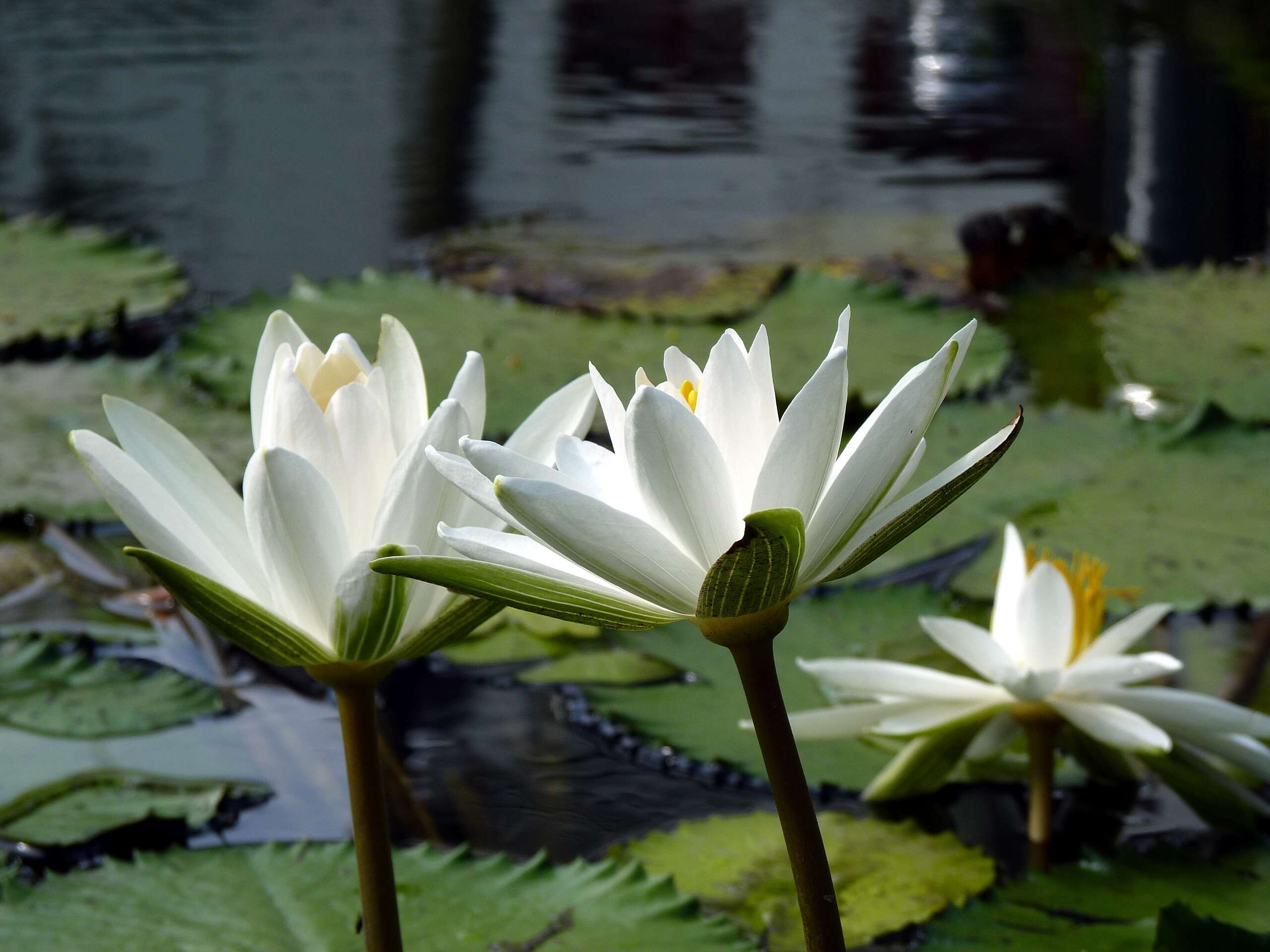 Imagem de Nymphaea nouchali var. pubescens (Willd.) Hook. fil. & Thoms.