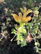 Imagem de Barleria rotundifolia Oberm.