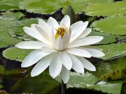 Imagem de Nymphaea nouchali var. pubescens (Willd.) Hook. fil. & Thoms.