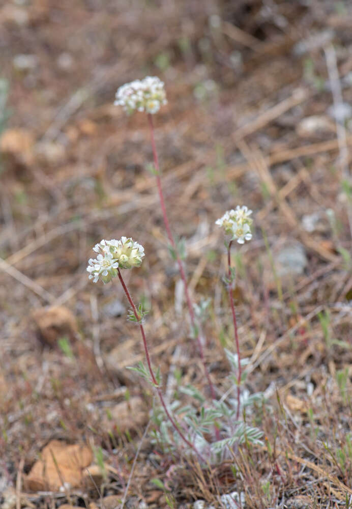 Image de Horkelia congesta subsp. nemorosa Keck