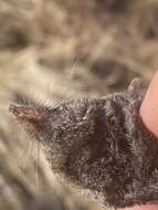 Image of Smoky Shrew