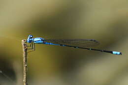 Image of Pseudagrion calosomum Lieftinck 1936