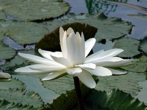 Image de Nymphaea nouchali var. pubescens (Willd.) Hook. fil. & Thoms.