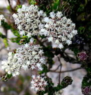 Image de Metalasia pulcherrima pallescens (Harv.) Karis