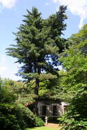 Image of eastern white pine