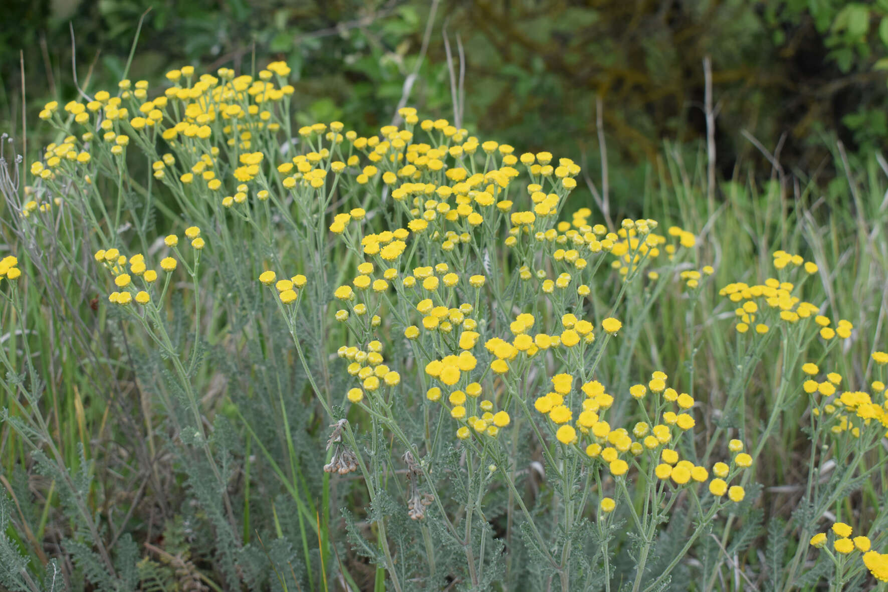 Image of Tanacetum millefolium (L.) Tzvel.