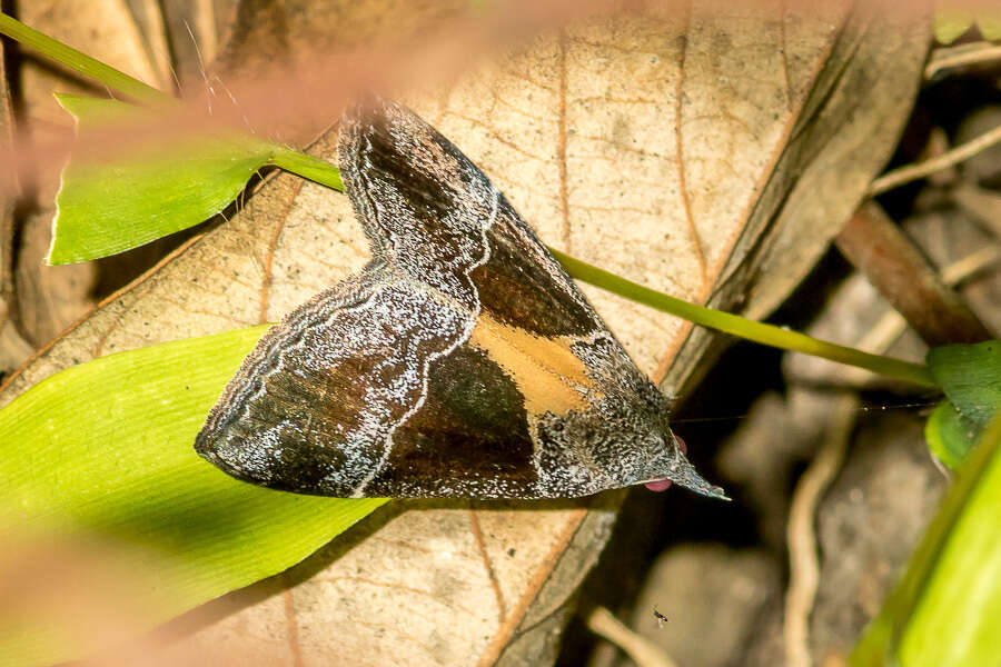 Image of Dichromia quadralis Walker 1858