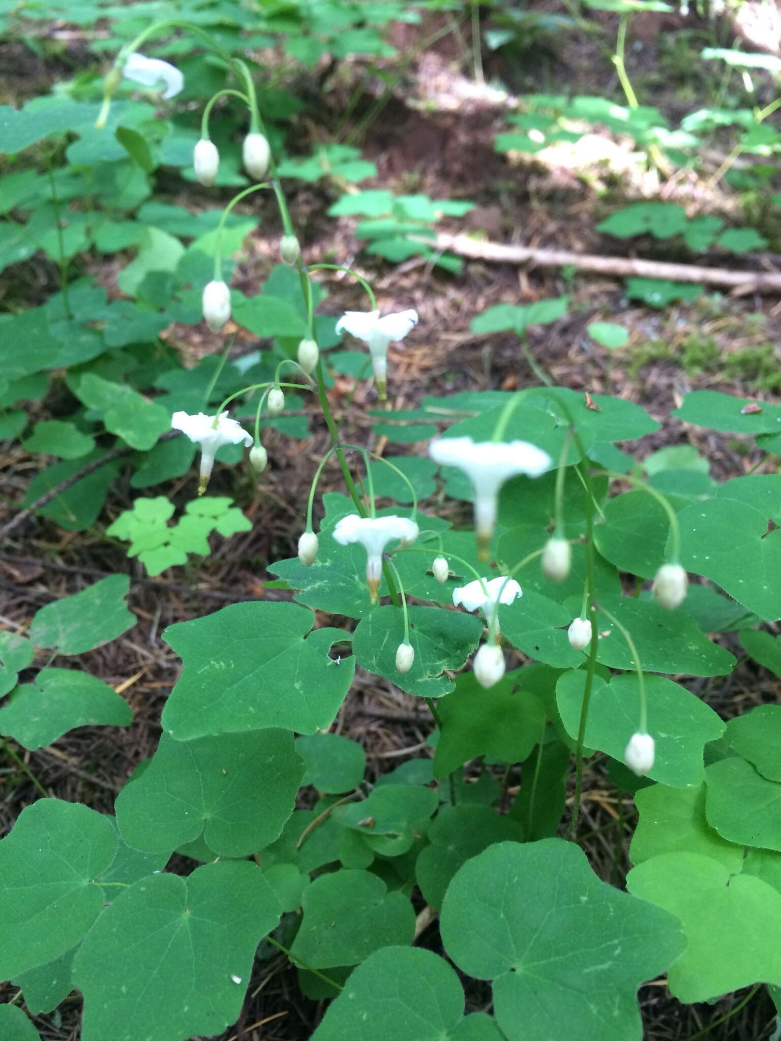 Image of White inside-out-flower